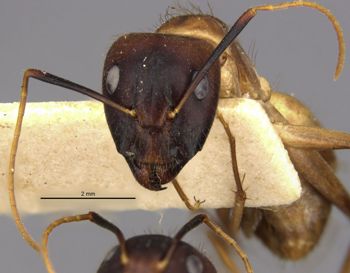 Media type: image;   Entomology 21465 Aspect: head frontal view